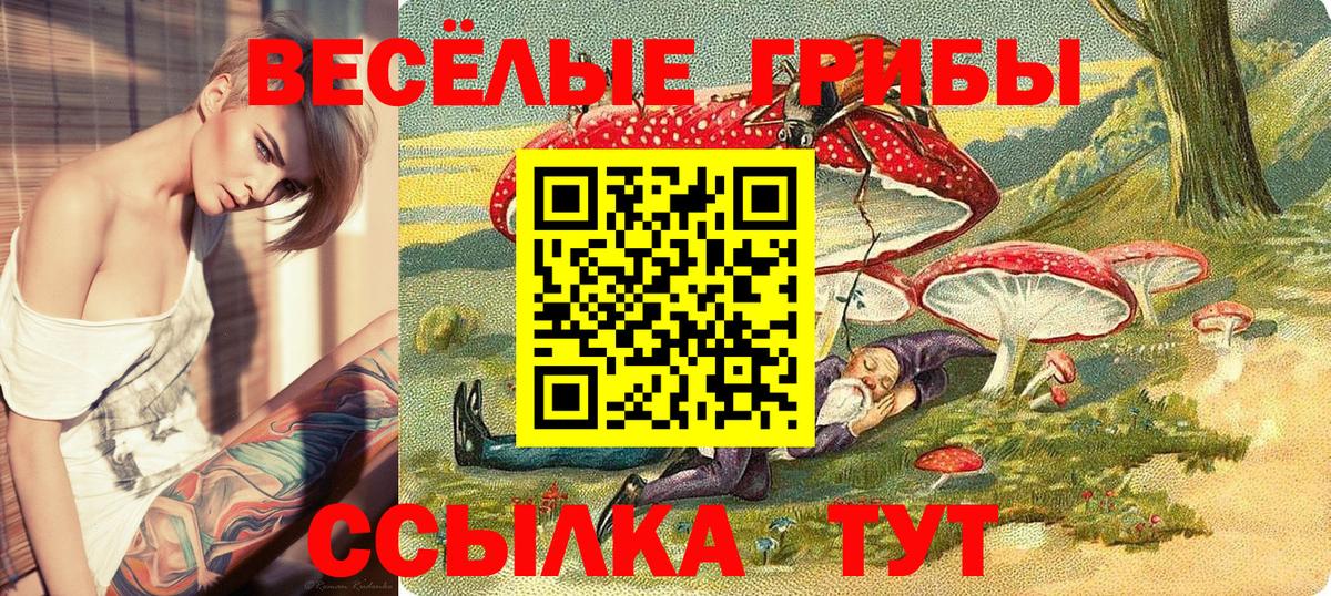 Псилоцибиновые грибы мицелий Сосновый Бор